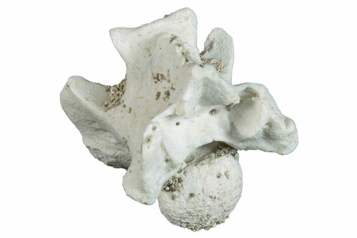 Fossil Sea Snake (Palaeophis) Vertebra - Morocco #277553